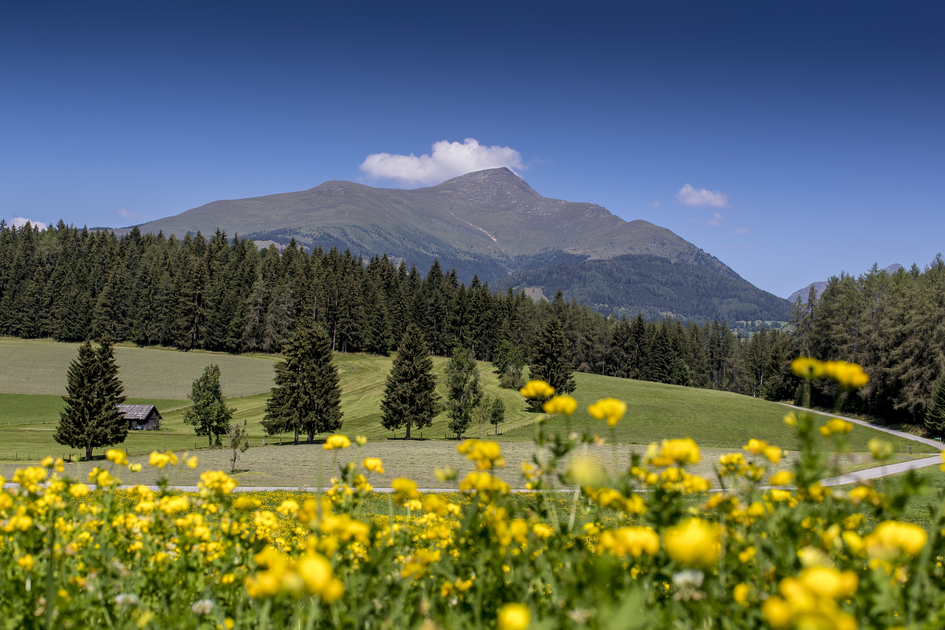 Greim Blumen | © Holzwelt Murau |  Tom Lamm
