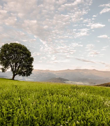 Baum Zeutschach Zirbitzkogel | © TV Murau | René Hochegger