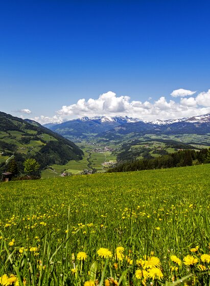 Blumenwiese | © TV Murau | Tom Lamm