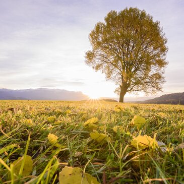Baum in der Zeutschach im Herbst bei untergehender Sonne