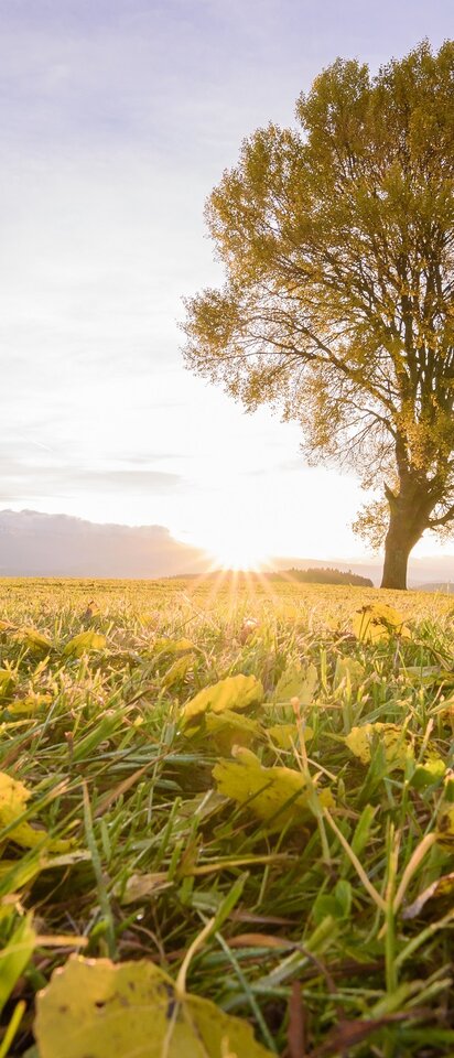 Baum Zeutschach Herbst | © TV Murau | René Hochegger