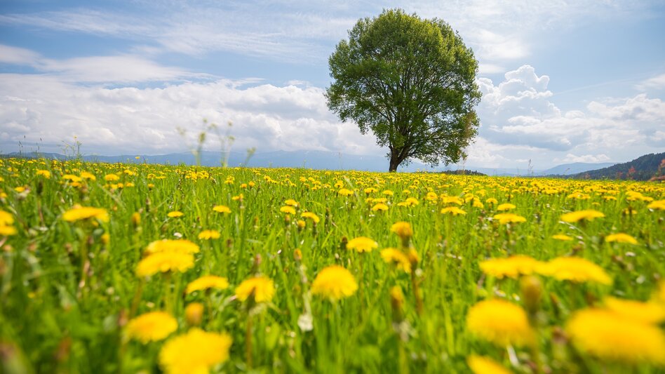 Baum Zeutschach Sommer | © TV Murau | René Hochegger