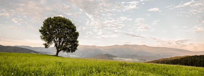 Baum Zeutschach Zirbitzkogel | © TV Murau | René Hochegger