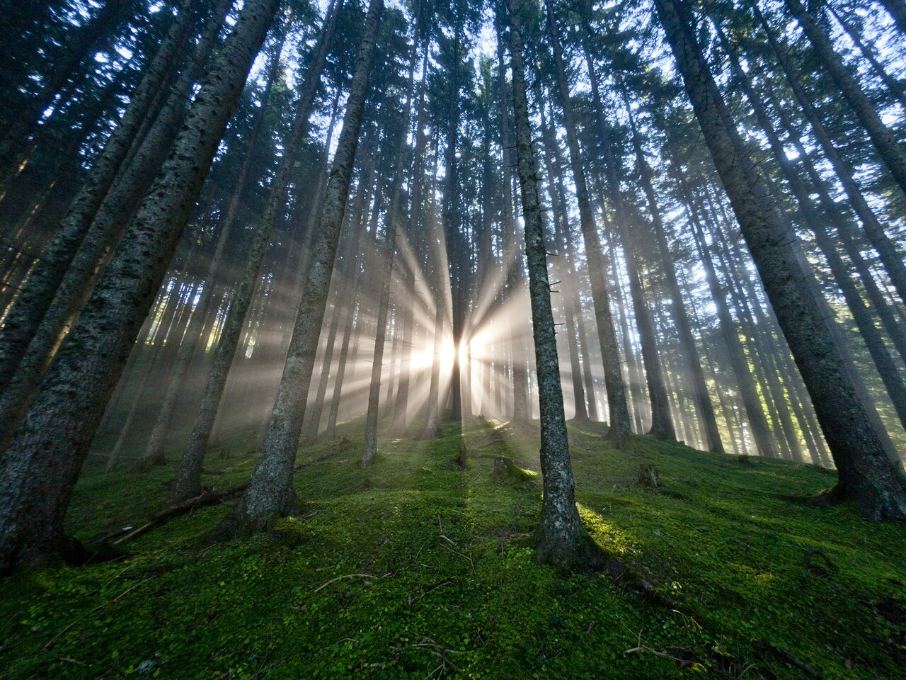 Sunny mood in the most densely wooded state in Austria