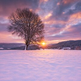 Baum im Winter im Sonnenuntergang