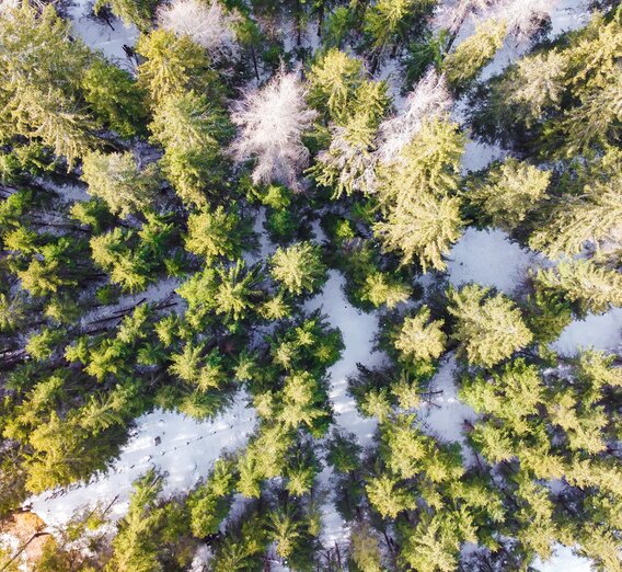 Wald Vogelperspektive Winter | © TVB Murau | René Hochegger