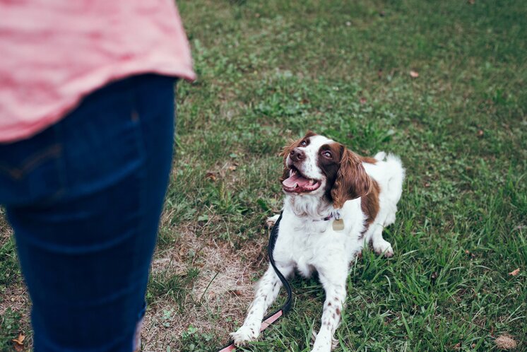 Hund  | © Destiny Wiens