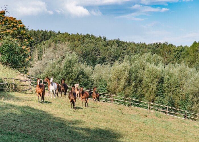 Horses | © TV Region Graz | Mias Photoart