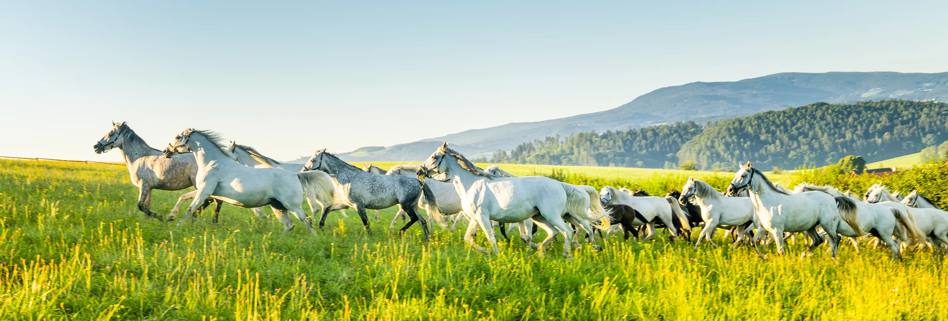 Lipizzaner herd grazing | © Die Abbilderei  Sajovic&Scherr GesbR | Die Abbilderei | Lipizzanerheimat