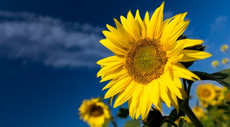 Sonnenblumen | © Region Graz | Harry Schiffer