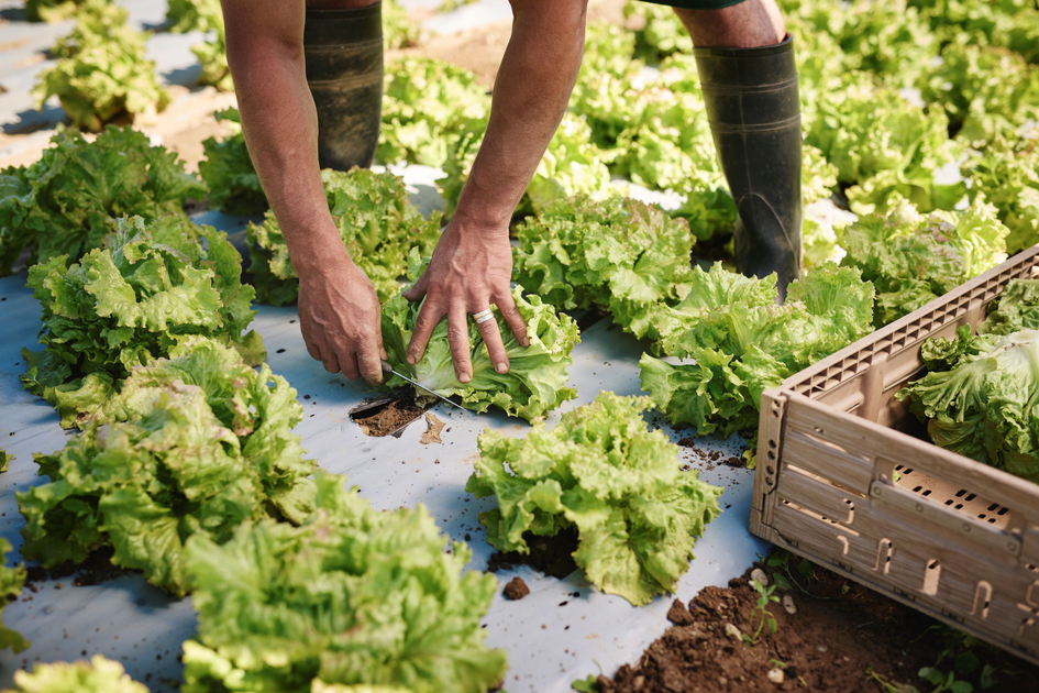 Harvesting Grazer Krauthäuptel in the Graz region