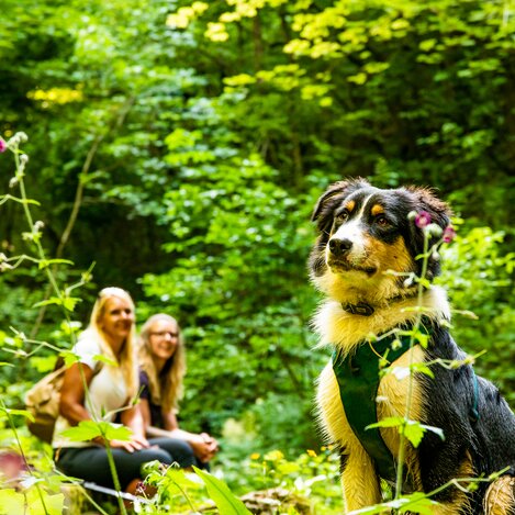 Wandern mit Hund | © TV Region Graz | Mias Photoart