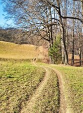 Wanderweg am Antonienhöhe Rundweg bei Frohnleiten zwischen Wiesen und lichtem Wald.
