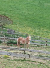Islandpferd auf einer Koppel am Islandpferdehof Hoyos in Semriach, umgeben von grünen Wiesen.