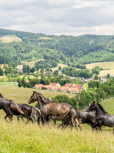 Piber Lipizzaner Stud Farm | © Graz Region | Die Abbilderei