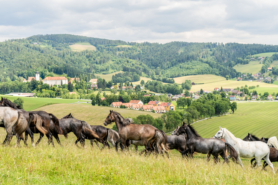 Lipizzanergestüt Piber | © Region Graz | Die Abbilderei