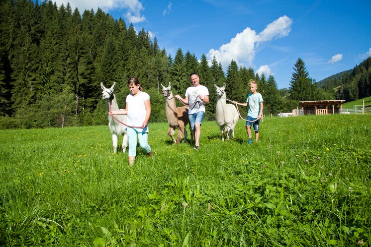 Lama Trekking | © TV Region Graz | Werner Derp