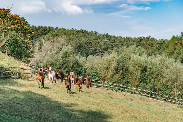 Horses | © TV Region Graz | Mias Photoart