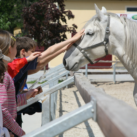 Lipizzanergestüt Piber | © SHS Lipizzanergestüt Piber GöR