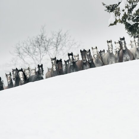 Lipizzanerherde im Schnee | © SHS - Lipizzanergestüt Piber GöR | R. van Bakel