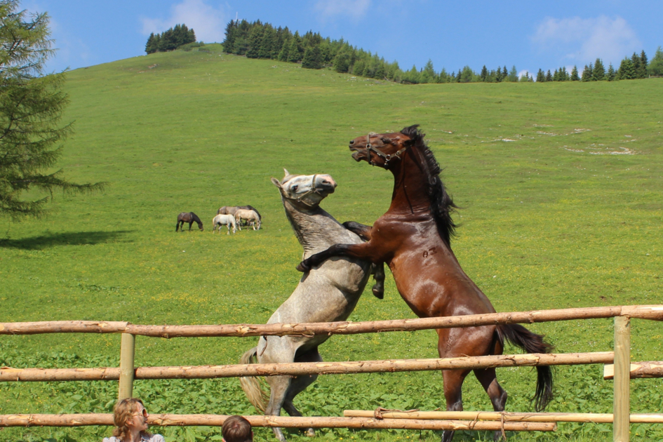 Picnic Lipizzaner Pastures | © H.Wohnhas | Harry Wohnhas