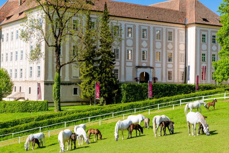 Lipizzanergestüt Piber | © TV Region Graz | Mias Photoart