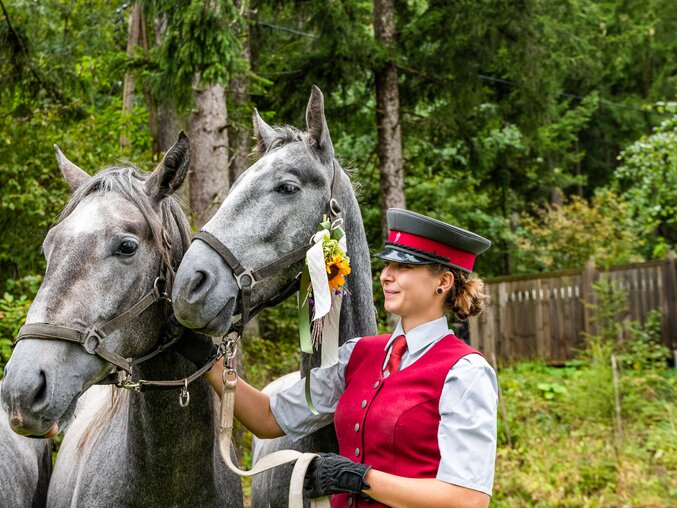 Zwei Lipizzaner werden beim Gasthaus Wiendl in Maria Lankowitz mit Sommerblumen geschmückt.