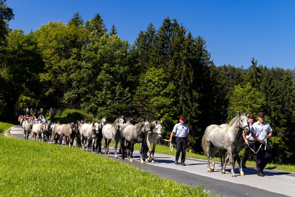 Lipizzaner Almabtrieb auf der Stubalm | © Region Graz | Harry Schiffer