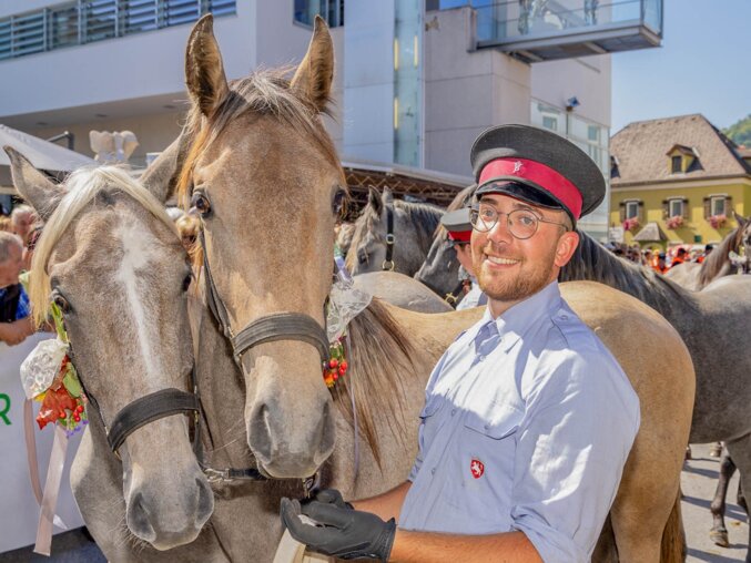 Ein Betreuer steht beim festlichen Einzug in Köflach zwischen mehreren mit Blumen geschmückten Lipizzanern.