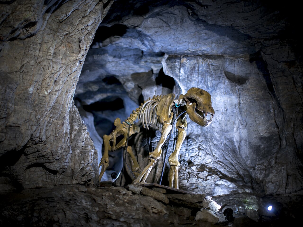Exhibited skeleton of a prehistoric cave bear in Lurgrotte Peggau