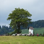 Almabtrieb Lipizzanergestüt Piber