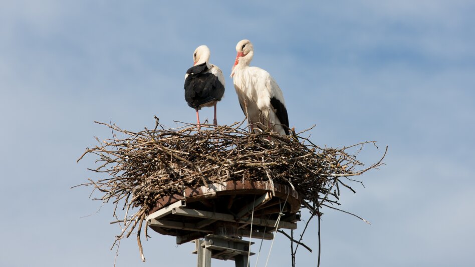 Störche verweilen im Nest bei blauem Himmel