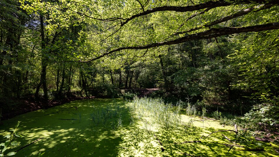 Im Wald in Seiersberg-Pirka zur Ruhe kommen