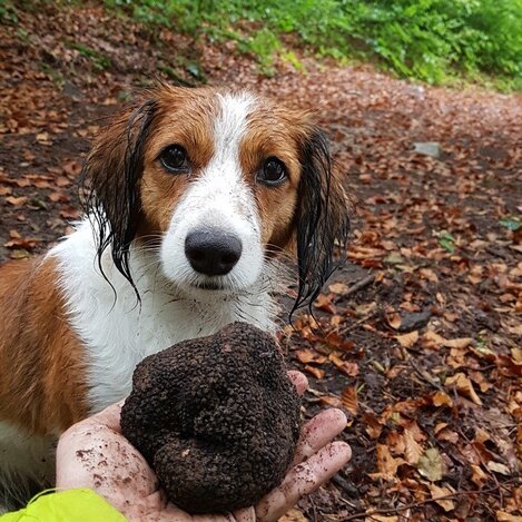 Hund im Leechwald nach erfolgreicher Trüffelsuche. | © STG