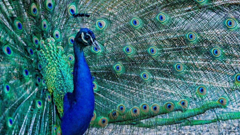 Pfau im Schlosspark Eggenberg in Graz | © Graz Tourismus | Mias Photoart