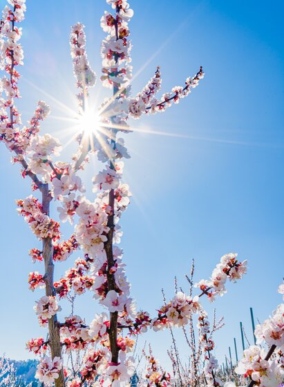 Springtime