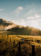 Kühe auf Almweide vor bewaldetem Berghang und Nebel in der Morgensonne der Steiermark