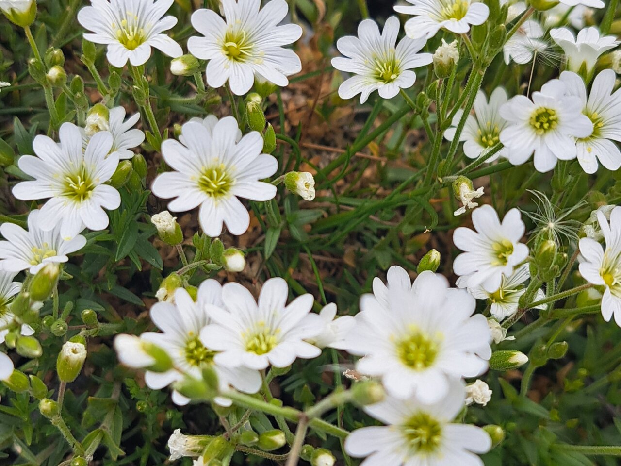 Einige weiße Blumen wachsen üppig zwischen Steinen.