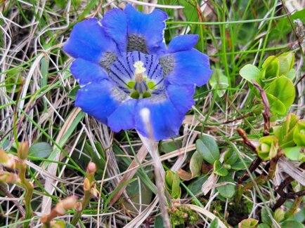 Detaillierte Aufnahme einer blauen Blume umgeben von Gras.