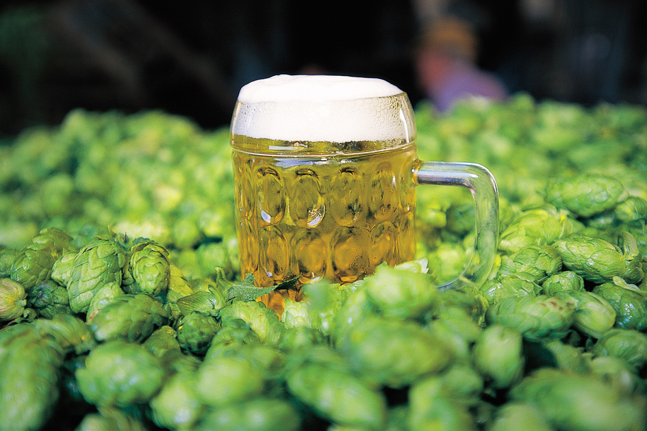 Beer Culture in the Graz Region: Enjoyment Between Breweries and Hop Gardens | © Steiermark Tourismus | Harry Schiffer