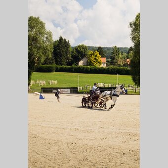 Arvid Auner meets Lipizzaner | © Arvideo