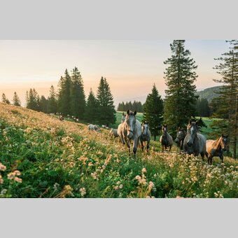 Junge Lipizzanerhengste auf der Stubalm | © Region Graz | Robert Maybach