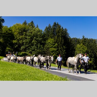 Lipizzaner-Almabtrieb | © Region Graz | Harry Schiffer