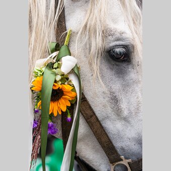 Lipizzaner mit Blumenschmuck beim Almabtrieb | © Region Graz | Mias Photoart