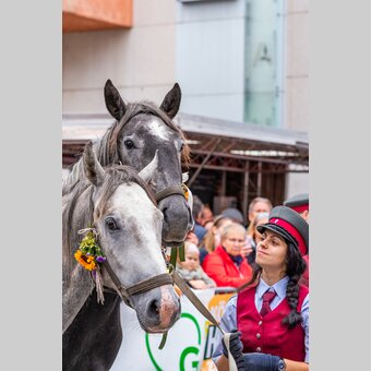 Junge Lipizzaner-Hengste mit Gestütsmitarbeiterin | © Region Graz | Mias Photoart