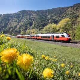 Regionalzug fährt durch Wiesen mit Löwenzahn vor bewaldeten Hügeln in der Steiermark entlang einer Bahnstrecke