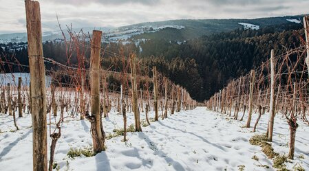 Weingarten im Winterkleid | © TV Südsteiermark | Lupi Spuma