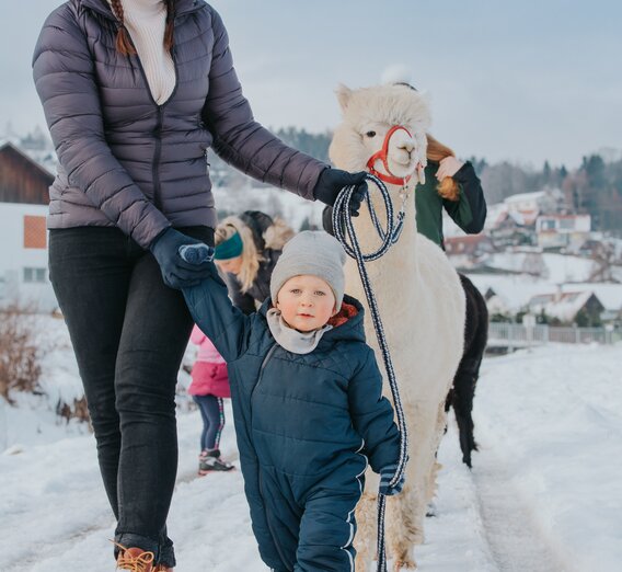 Alpakawanderung mit der Familie | © TV Südsteiermark | Lupi Spuma