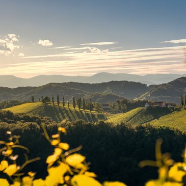 Sanft geschwungene Weinberge entlang der Südsteirischen Weinstraße im warmen Abendlicht, mit Weingärten, einzelnen Häusern und Blick auf die Hügel des Naturparks Südsteiermark