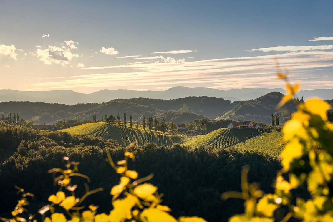 Sommerstimmung in den Weingärten im Naturpark Südsteiermark | © Südsteiermark | Wolfgang Jauk
